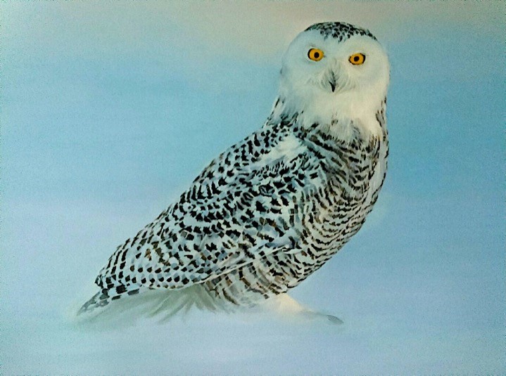 Snowy Owl